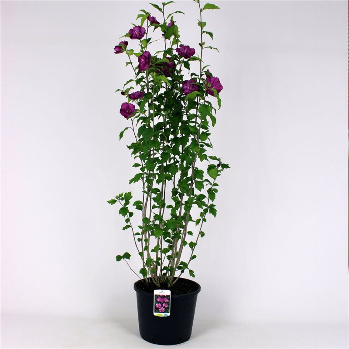 Hibiscus syr. 'Ardens' - 125-150 CM RB